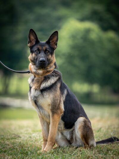 Hurricane Creek K9 - Roopville, GA