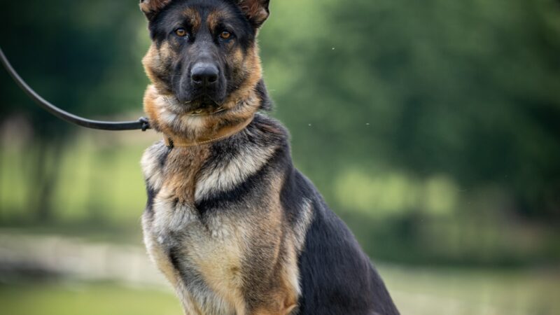 Hurricane Creek K9 - Roopville, GA