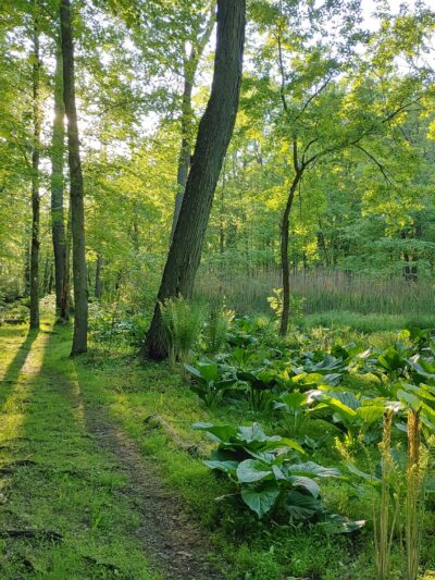 Roosevelt Woodland Trail - Roosevelt, NJ