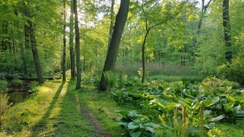 Roosevelt Woodland Trail - Roosevelt, NJ