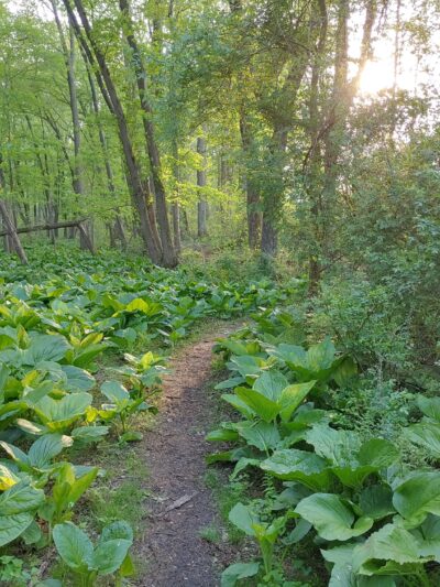 Roosevelt Woodland Trail - Roosevelt, NJ