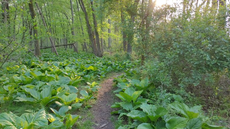 Roosevelt Woodland Trail - Roosevelt, NJ