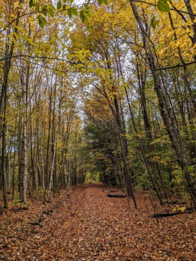 Crystal Lake Wild Forest - Roscoe, NY