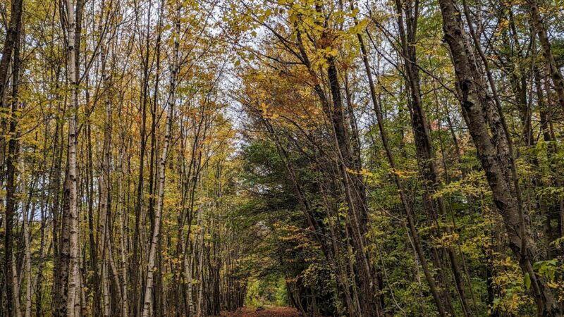 Crystal Lake Wild Forest - Roscoe, NY