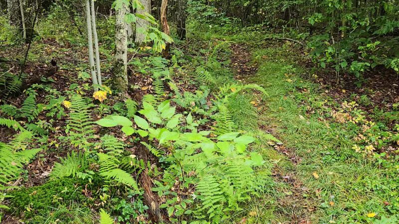 Mary Smith Trail Parking - Roscoe, NY