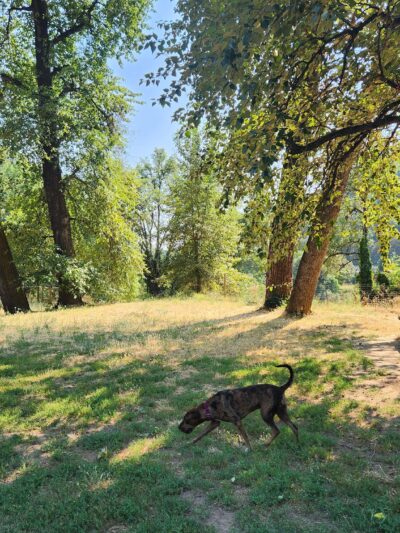 Happy Tails Dog Park - Roseburg, OR