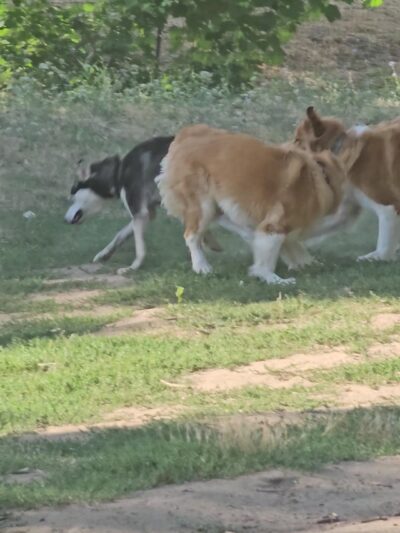 Happy Tails Dog Park - Roseburg, OR