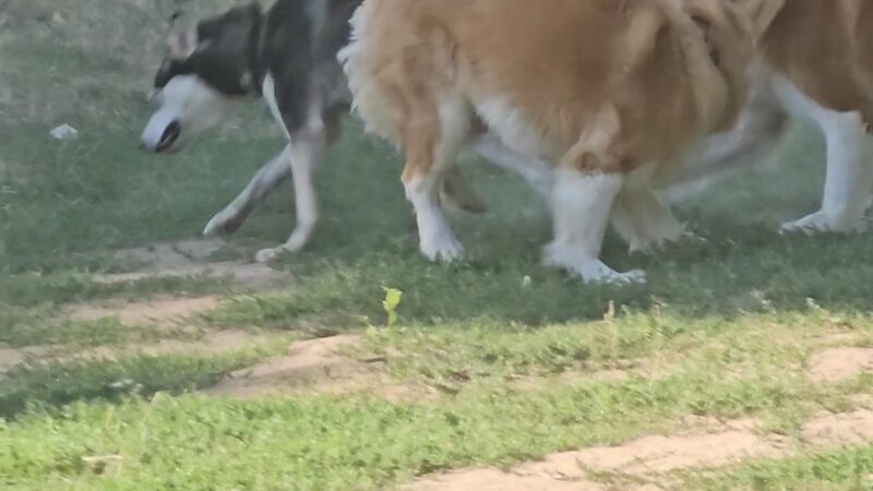 Happy Tails Dog Park - Roseburg, OR