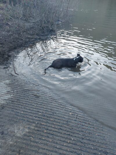 Happy Tails Dog Park - Roseburg, OR