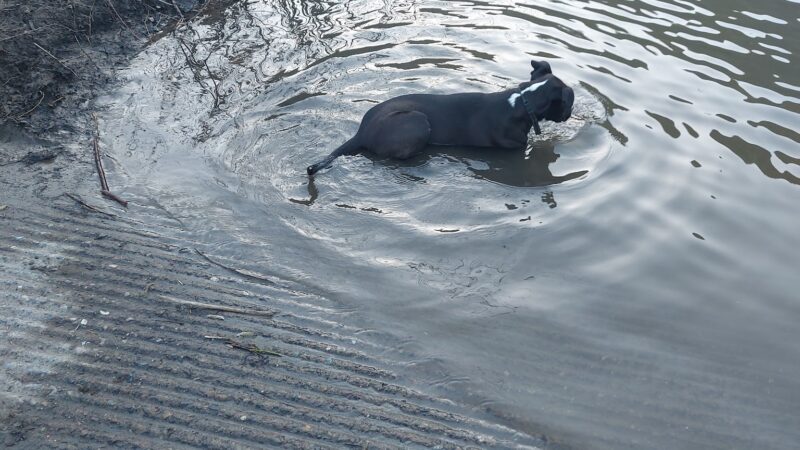 Happy Tails Dog Park - Roseburg, OR