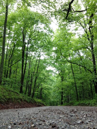 Lesesne State Forest - Roseland, VA