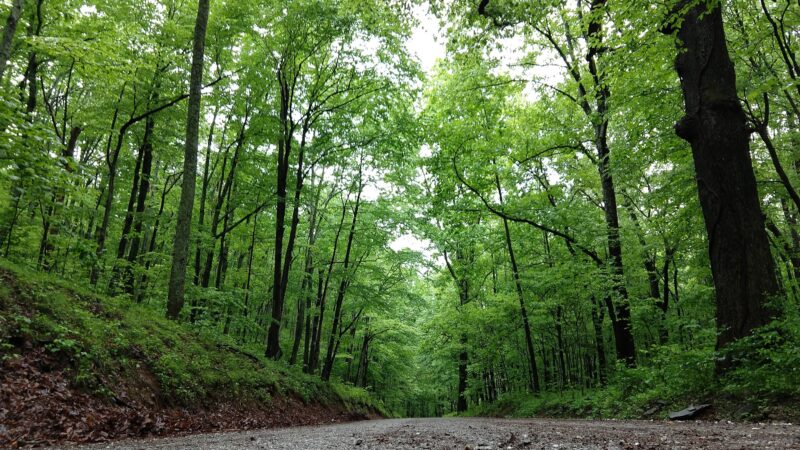 Lesesne State Forest - Roseland, VA