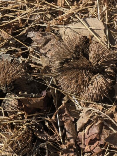 Lesesne State Forest - Roseland, VA