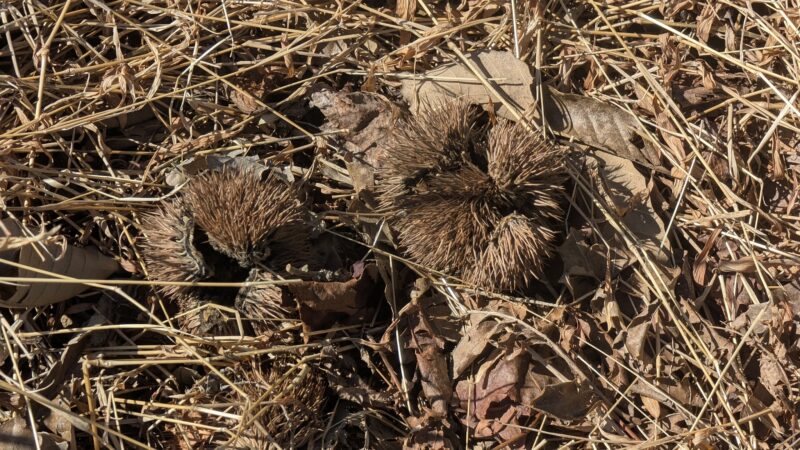 Lesesne State Forest - Roseland, VA