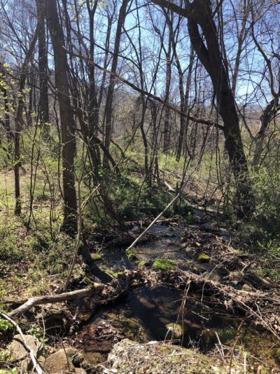 Lesesne State Forest - Roseland, VA