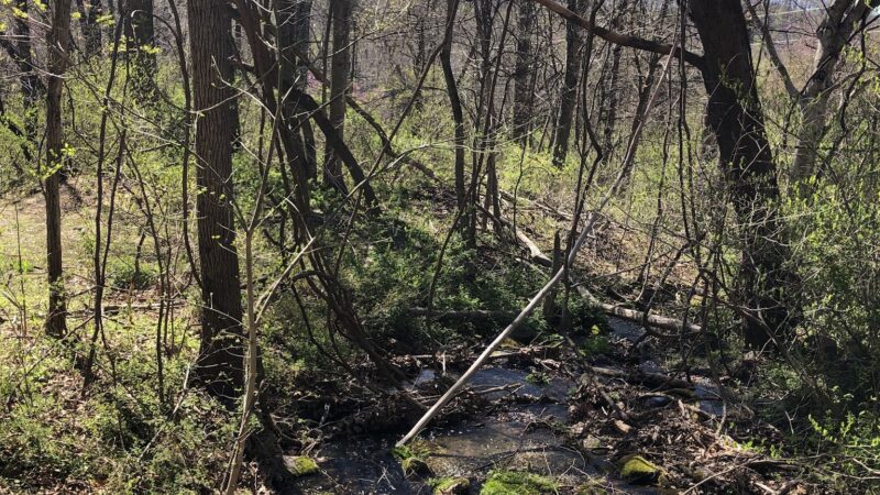 Lesesne State Forest - Roseland, VA