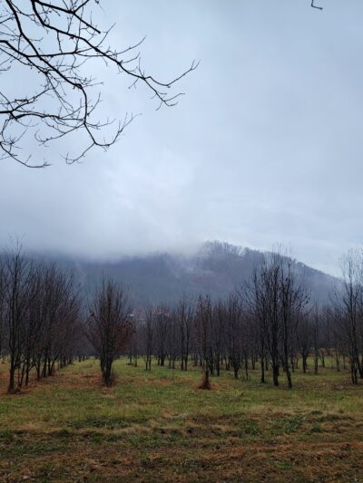 Lesesne State Forest - Roseland, VA