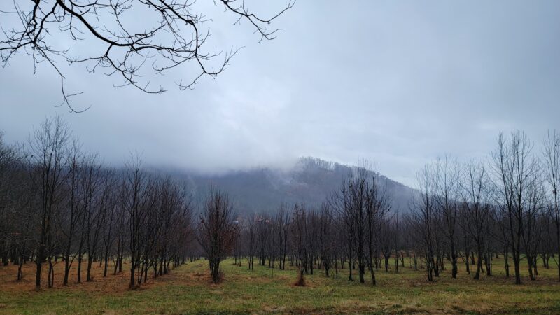 Lesesne State Forest - Roseland, VA