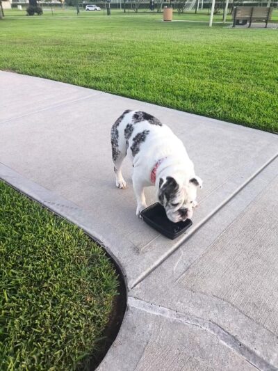 Walnut Creek Dog Park - Rosenberg, TX