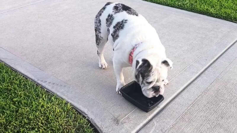 Walnut Creek Dog Park - Rosenberg, TX