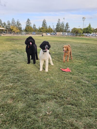 Bear Dog Park - Roseville, CA