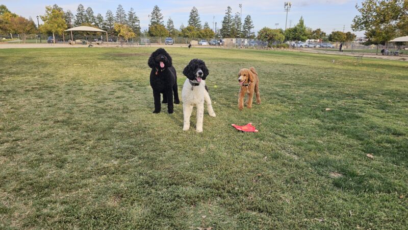 Bear Dog Park - Roseville, CA
