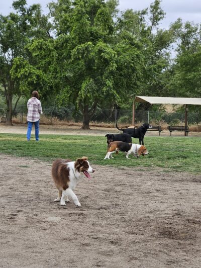 Bear Dog Park - Roseville, CA