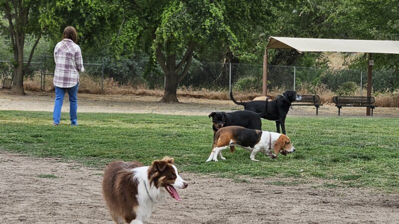 Bear Dog Park - Roseville, CA