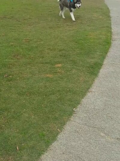 Bear Dog Park - Roseville, CA