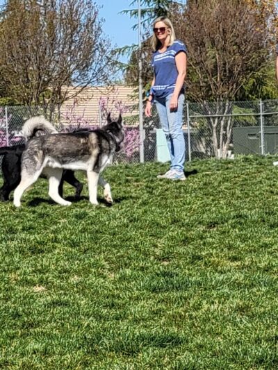 Bear Dog Park - Roseville, CA