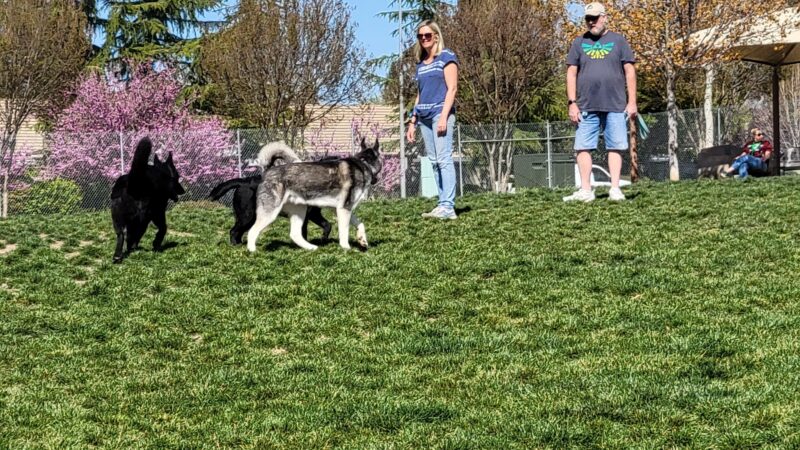 Bear Dog Park - Roseville, CA