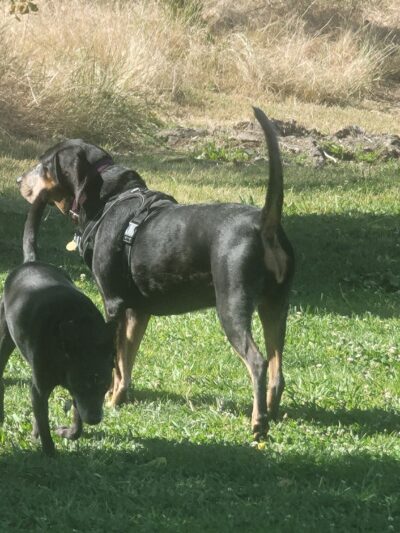 Marco Dog Park - Roseville, CA