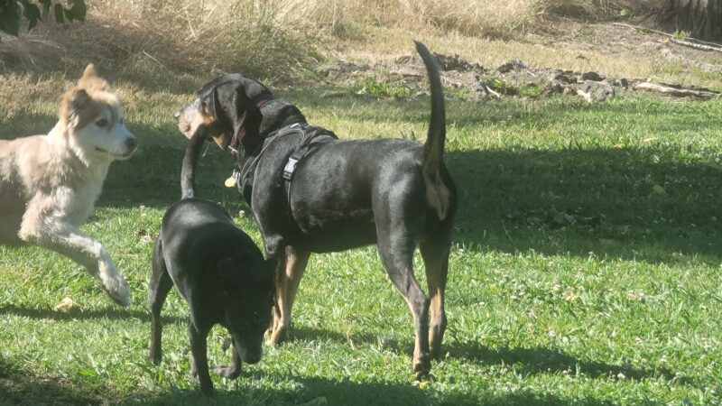 Marco Dog Park - Roseville, CA