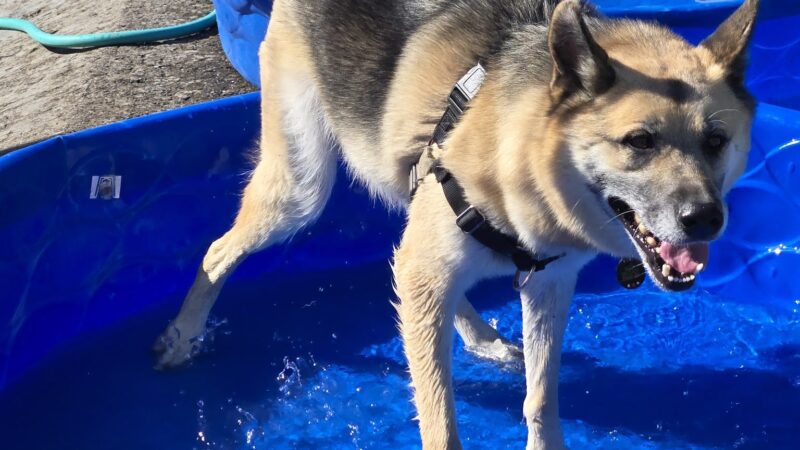 Marco Dog Park - Roseville, CA