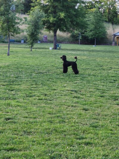 Marco Dog Park - Roseville, CA
