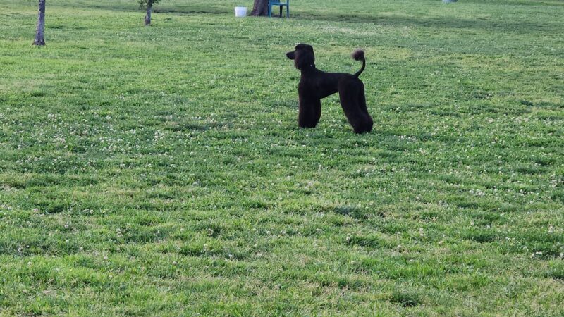 Marco Dog Park - Roseville, CA