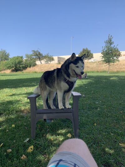 Marco Dog Park - Roseville, CA