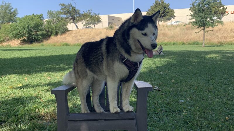 Marco Dog Park - Roseville, CA