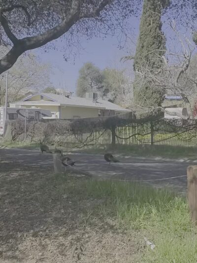 Miner's Ravine Trail Access - Roseville, CA