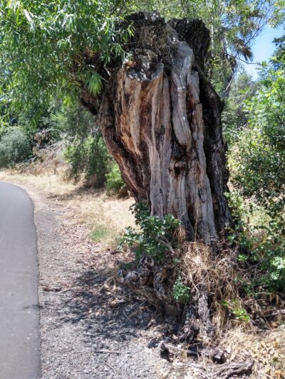 Miner's Ravine Trail Access - Roseville, CA