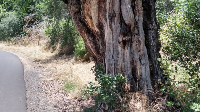 Miner's Ravine Trail Access - Roseville, CA