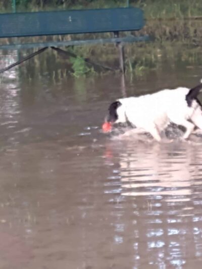 Woof Bowl Dog Park - Roswell, NM