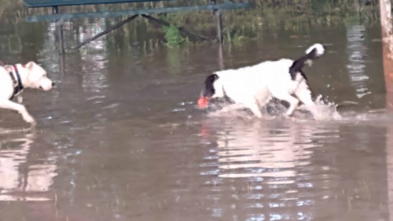 Woof Bowl Dog Park - Roswell, NM