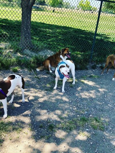 Woof Bowl Dog Park - Roswell, NM