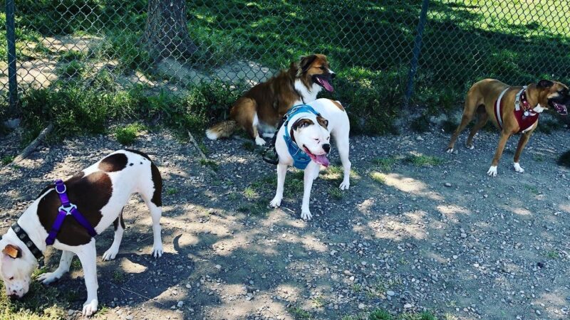 Woof Bowl Dog Park - Roswell, NM