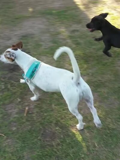Woof Bowl Dog Park - Roswell, NM