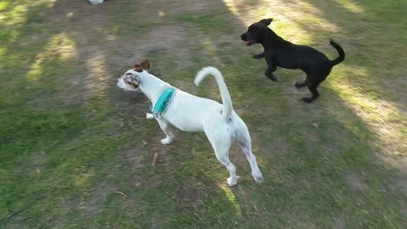 Woof Bowl Dog Park - Roswell, NM