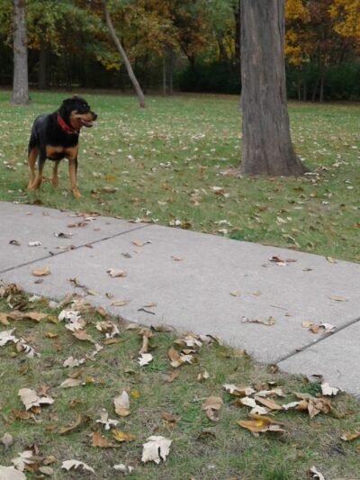Bright Meadows Park - Round Lake Area Park District - Round Lake, IL