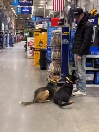 Off Leash K9 Training, Charlottesville - Ruckersville, VA