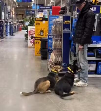 Off Leash K9 Training, Charlottesville - Ruckersville, VA